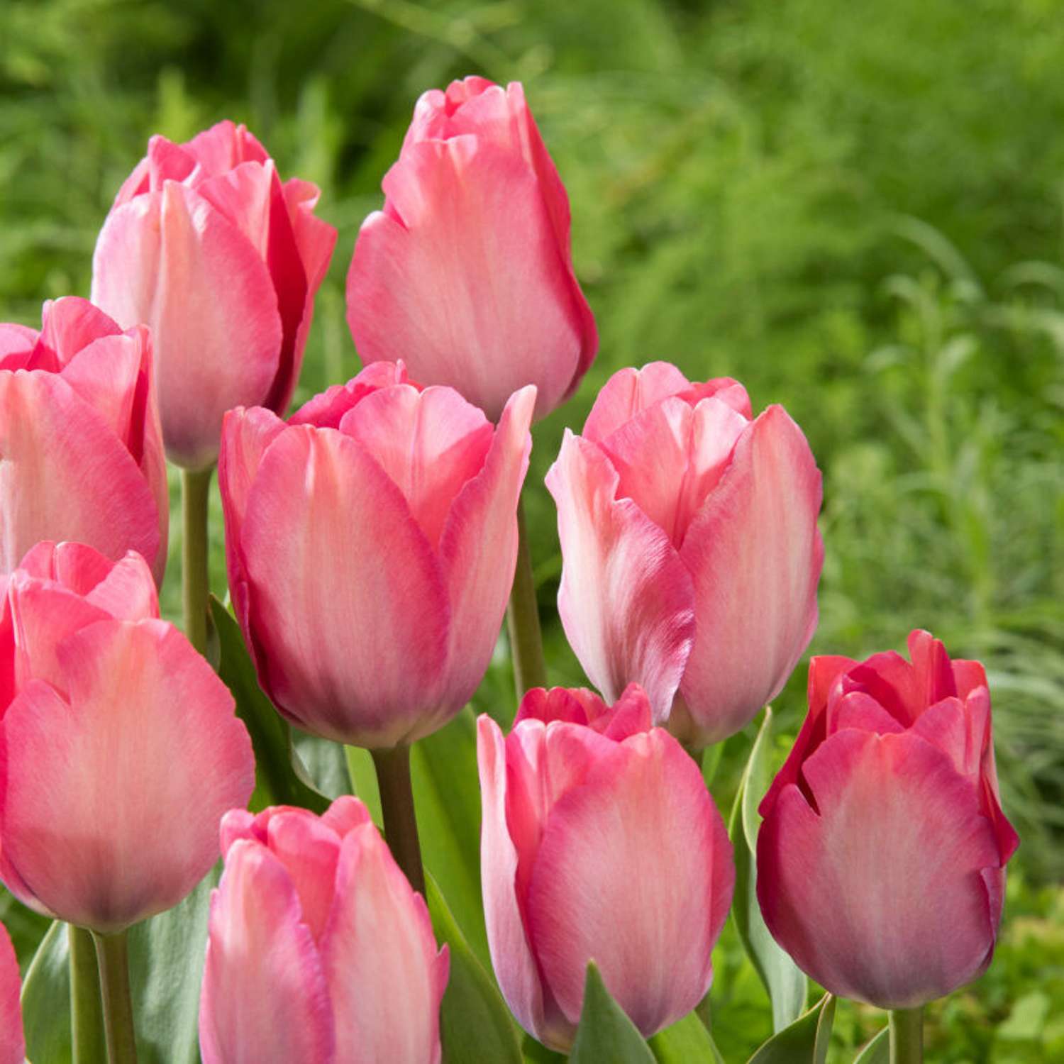 Tulppaani 'Pink Sound'